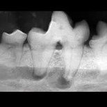 X-ray of a pet's tooth.
