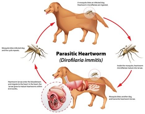 Diagram of the heartworm cycle