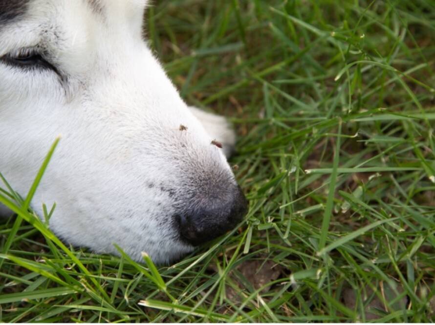A dog lying in the grass with a mosquito on its snout