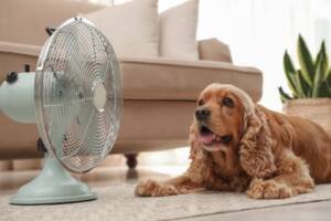 A dog lying on the floor next to a fan
