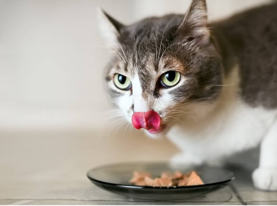A cat licking its lips, Choosing the Healthiest Pet Food for Your Furry Friend