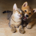 Celebrate National Pet Wellness Month with Fox Run Animal Hospital in Metamora, MI!