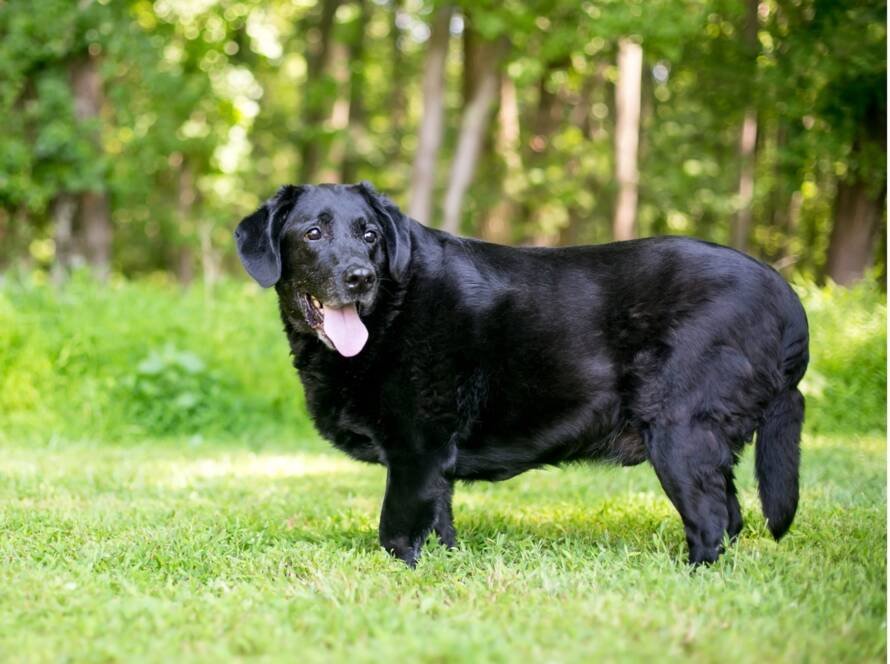 A black dog standing in grass, The Growing Weight Problem: Battling Pet Obesity