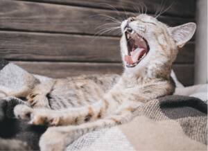 A cat yawning on a blanket, Understanding The Hidden Dangers of Neglecting Your Pet's Teeth