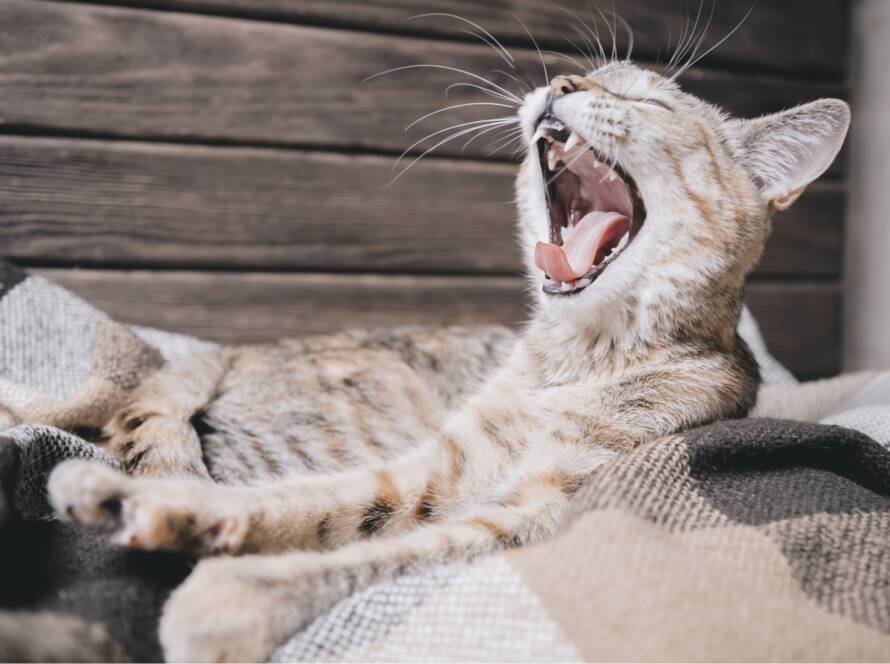 A cat yawning on a blanket, Understanding The Hidden Dangers of Neglecting Your Pet's Teeth