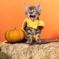 Halloween Safety Tips for Your Pet