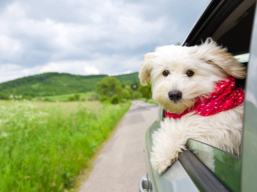 Dog enjoying a ride with the car